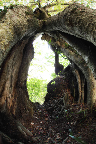 keya城山のケヤキ_065glow