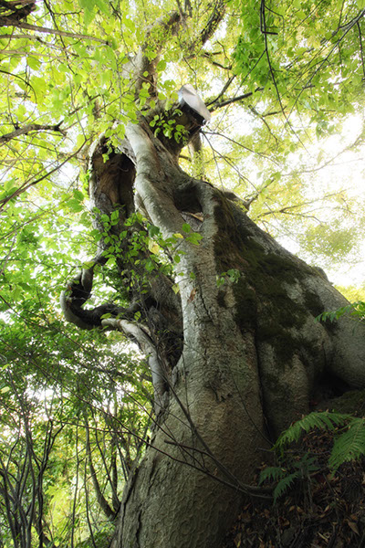 keya城山のケヤキ_080glow