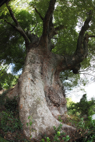 key峯長瀬のケヤキ047glow