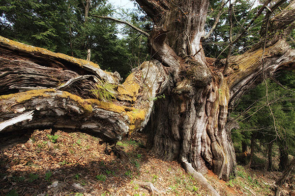 kuri市野々の大クリ032glow