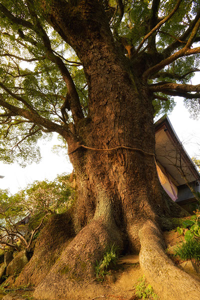 kusu清澄の大楠087glow