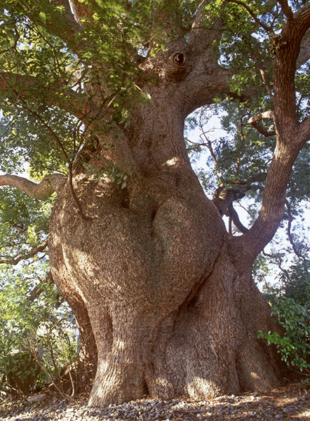 kus清田の大楠001