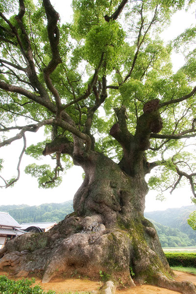 kus川古の大楠0540glow