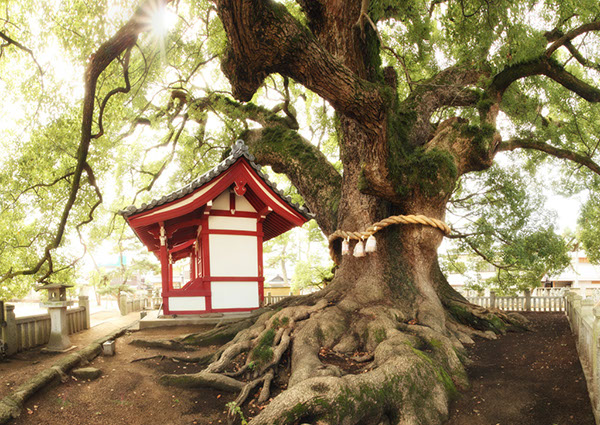 kus善通寺五社明神の大クス034Panoglow