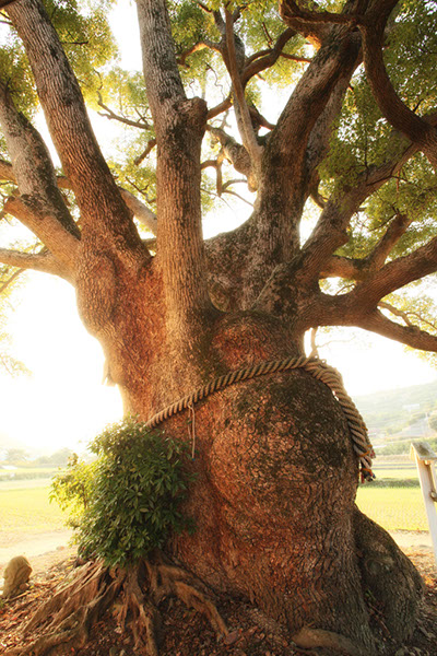kus速雨神社のクスノキ038glow