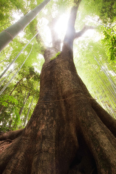 kus蓮池のクスノキ0562glow