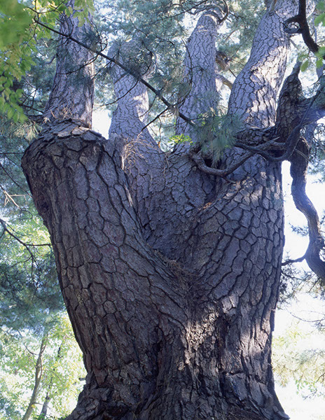 mat弘前の黒松001