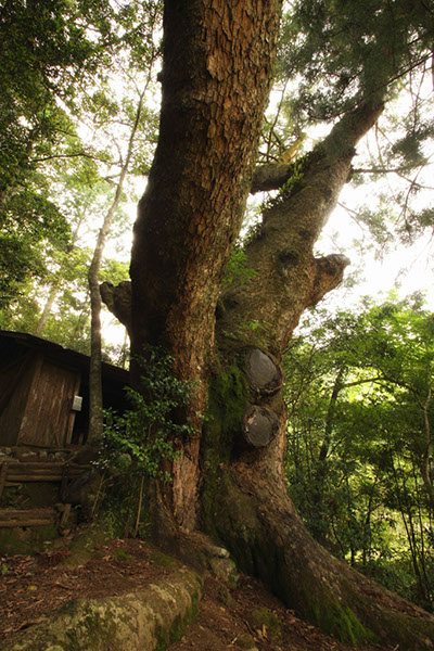 mom新玉様のモミ0504glow