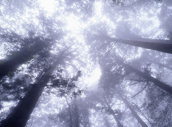 moヤクスギランド02