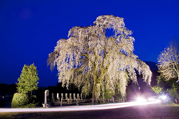 saku原間のイトサクラ9578