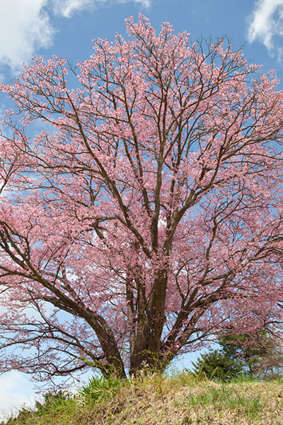 sak地蔵久保のオオヤマザクラ_9151