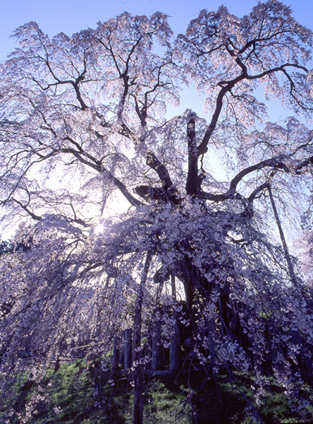 sa三春の滝桜227