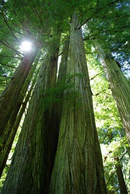 CA__isikawa20100612_0005