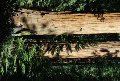 CA__isikawa20100614_0011