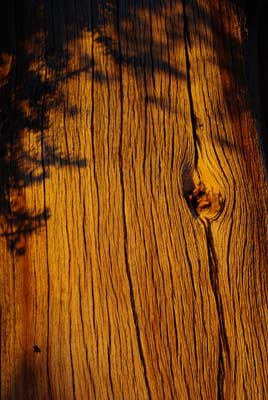 CA__isikawa20100617_0023