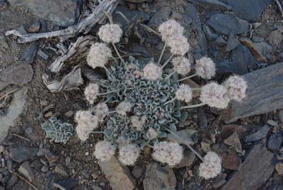 CA__isikawa20100618_0025